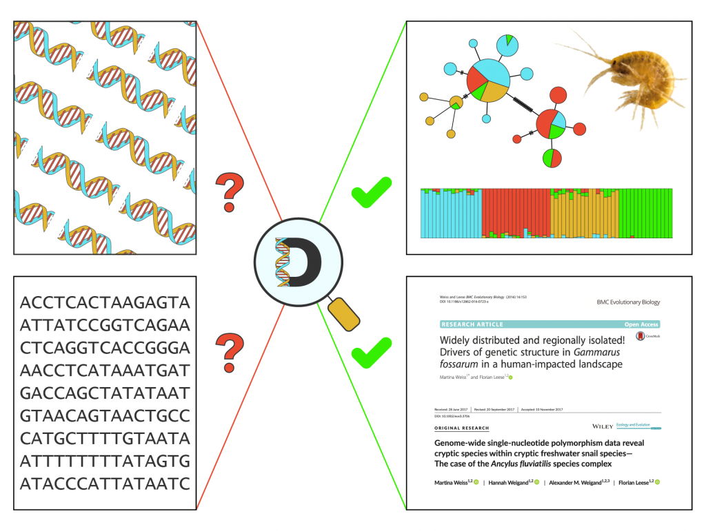 Schematische Darstellung der Analyse genetischer Daten. Aus sequenzierten DNA-Molekülen (linke Bildseite) werden mit Hilfe der Datenanalyse wissenschaftliche Abbildungen und Veröffentlichungen (rechte Bildseite.